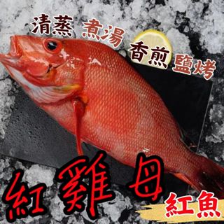 🏴‍☠️海底寶🏴‍☠️野生紅雞母 臺灣 海魚 紅魚 赤鰭笛魚 紅鰭笛鯛 橫笛鯛 紅雞仔 赤海雞 紅魚 赤鰭 野生紅雞母