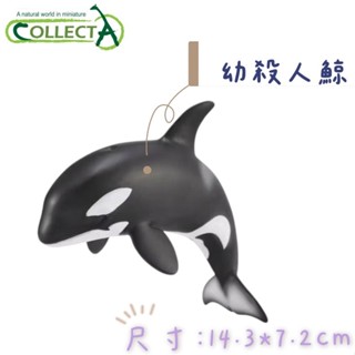 【MRW】CollectA 英國高擬真模型 海洋動物 海洋生物 幼虎鯨 虎鯨 殺人鯨 模擬 野生動物 動物模型 公仔