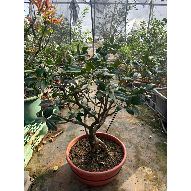 《秀水茶園》赤丹大棵茶花一尺六