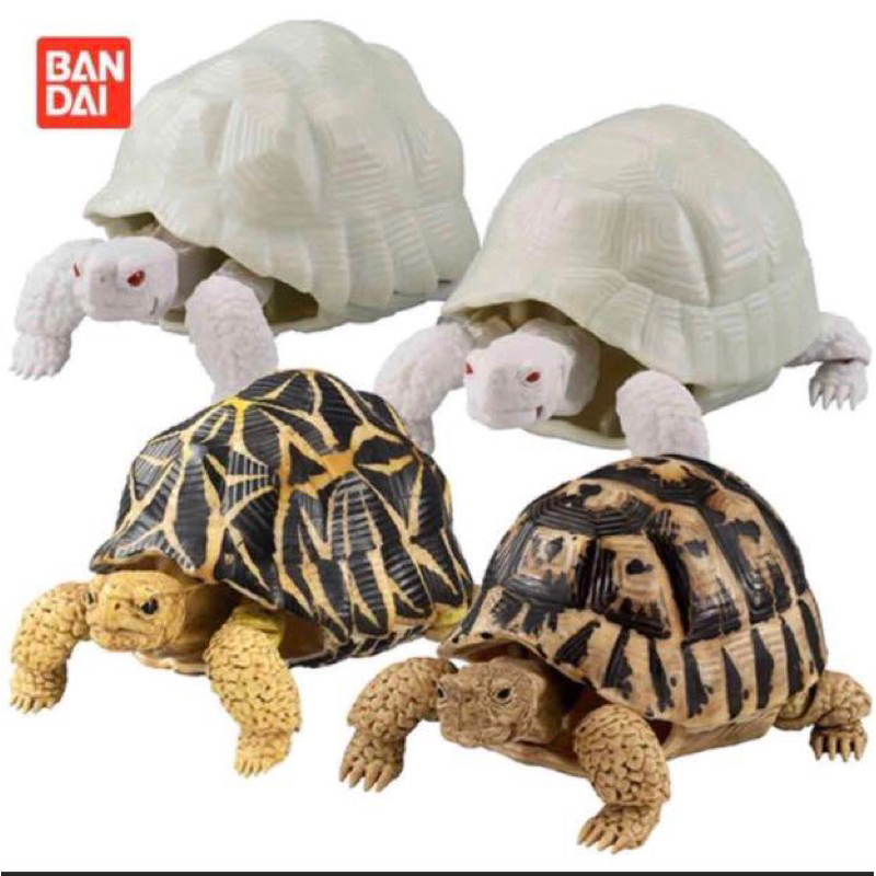 BANDAI萬代扭蛋 印度星龜 歐洲陸龜 豹龜 分售 轉蛋 生物大圖鑑 烏龜 陸龜