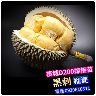 ✅黑刺榴槤盆栽✅嫁接苗(靠接) D200冠軍品種 金枕頭榴槤 貓山王榴槤 榴槤蜜 紅肉山榴槤 蘇丹王榴槤