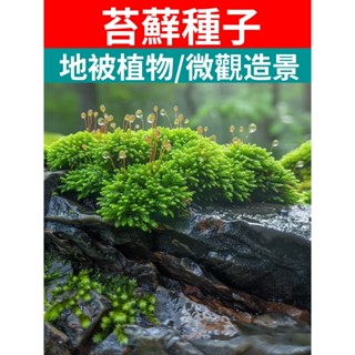 【CoCo園藝】 苔蘚孢子粉 朵朵鮮孢子粉 假山草水 陸缸 造景料 孢子粉種子 假山地被植物 盆栽微景觀造景綠植