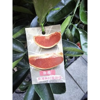 李家果苗 血橙 4吋半盆 嫁接苗 皮薄無籽風味佳 高度70-80公分 單價300元 特價240元 超商最多寄兩顆