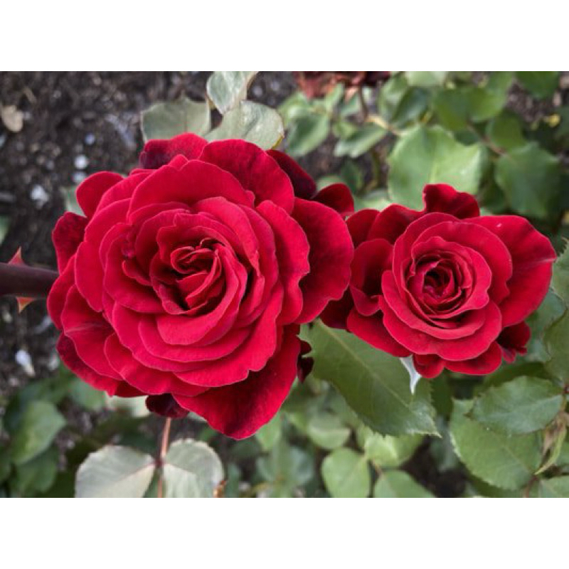 《唐璜》蔓性玫瑰 藤本月季 四季豐花 四季開花 豐花月季 藤本月季 紅玫瑰拱門 玫瑰花苗