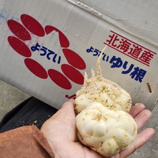 新鮮食用百合專賣／日本北海道空運臺灣▪︎等級大小齊全
