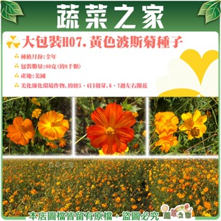 蔬菜之家滿額免運【00H07】大包裝.黃色波斯菊種子80克(花卉種子)