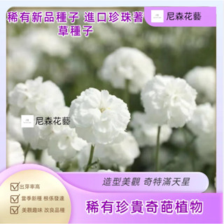 小樹盆栽 日式園藝造景精選 進口珍珠蓍草種子 棉花糖Marshmallow 滿天星代替品 網紅切花盆栽水培植物 室內植物