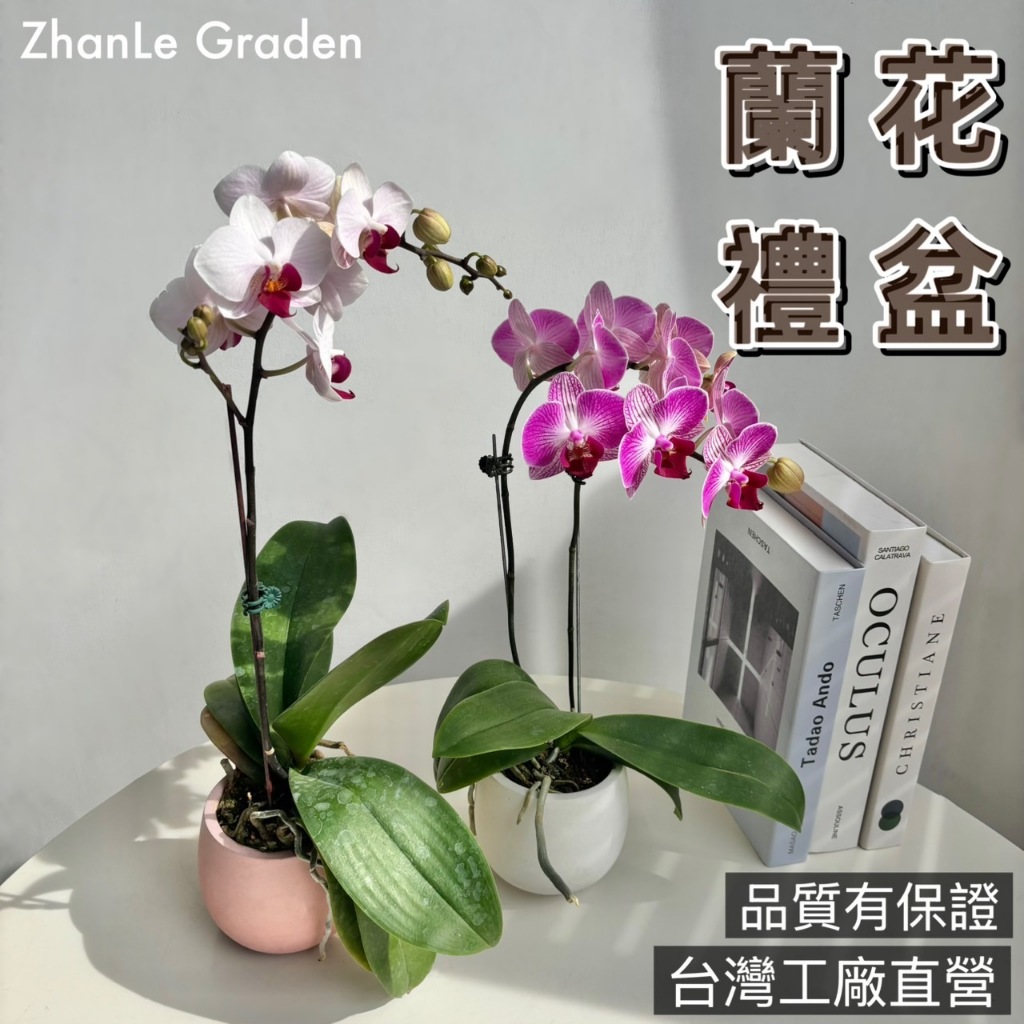蘭花盆栽 蝴蝶蘭禮盆 過年春節年禮盒節送禮 室內植物 觀葉植物 虎尾蘭蔓綠絨琴葉榕圓葉椒草龜背芋竹芋福祿黃金葛 辦公室小