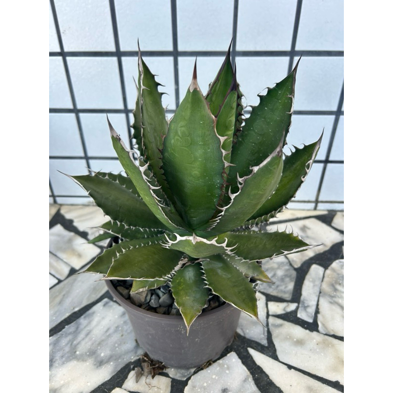 龍舌蘭/狂刺霍利達/3寸盆