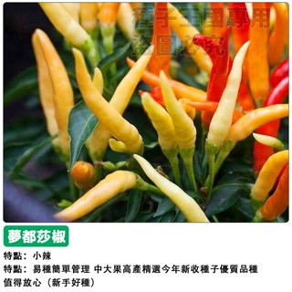 【48h出貨】夢都莎椒種子（小辣）觀賞食用辣椒種子 七彩朝天椒盆栽蔬菜種子#hot pepper