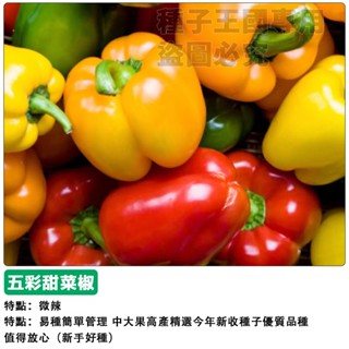 【48h出貨】生吃五彩甜圓椒（不辣）~生吃水果菜椒~顏值高~四季播種辣椒種子盆栽蔬菜種子#hot pepper