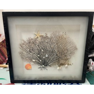 珍藏 貝殼砂畫 天然海鐵樹裝飾畫 黑珊瑚海柳 珊瑚樹畫 家居裝飾 「五花十色」