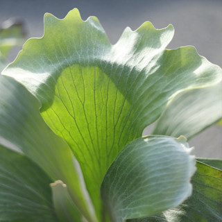 雷神鹿角蕨 2.5吋盆 孢子苗 蕨類植物 鹿角蕨上板 觀葉植物 上板 園藝 療癒 植栽 陽臺【阿金的便秘花園】PP167