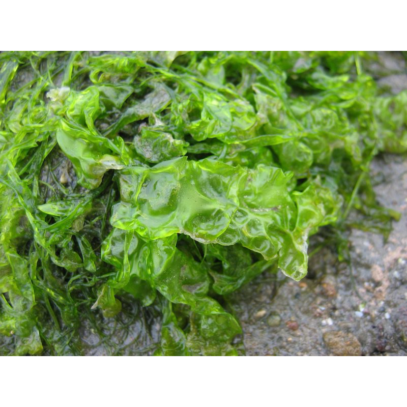 🌿 天然石蓴｜水質淨化 & 倒吊營養補充 🌿