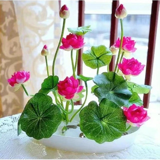 滿💯粒送50克碗蓮營養泥【已開口碗蓮種子】五十款稀有已開口碗蓮種子水培睡蓮種子7天100%發芽 水蓮 水培植物新手易種