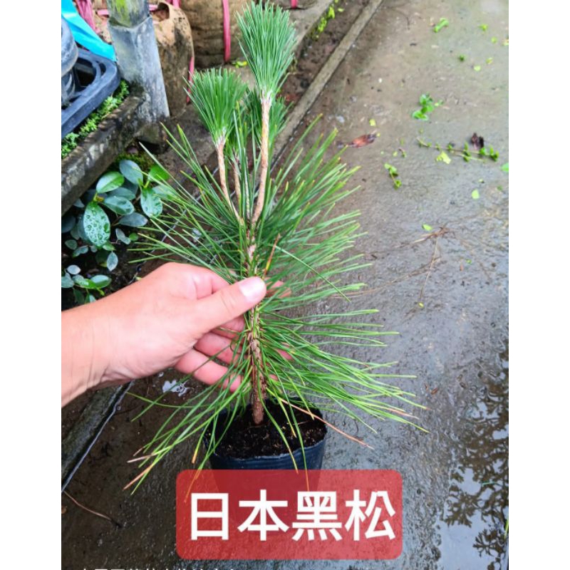 **小農之家**優質種苗「五葉松（臺灣五葉松）/日本黑松/黑松」實生苗 20cm/5吋盆 60cm