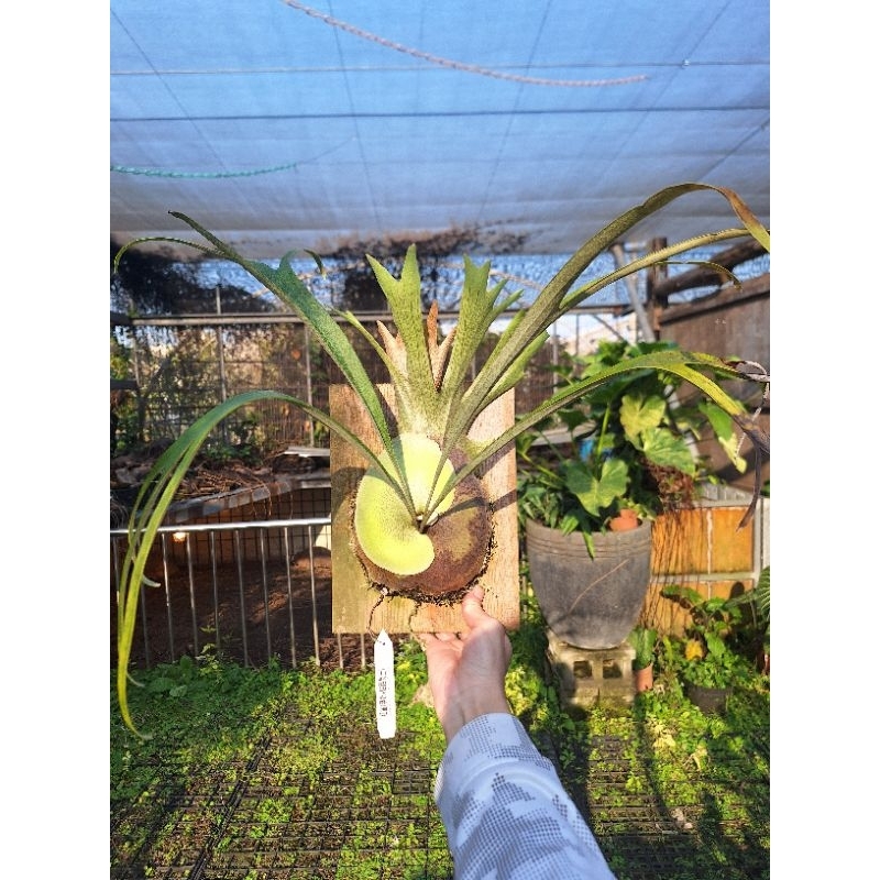 紅雀 紅雀鹿角蕨 Platycerium "Cardinals" 奧銀貓路易斯交種 上板 上板鹿角蕨
