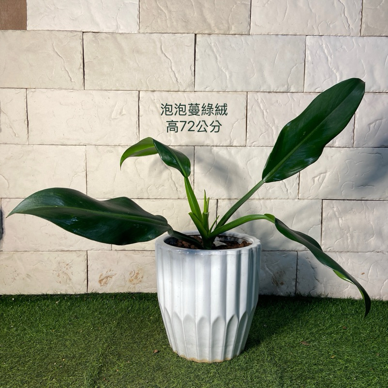 新芯晨花園/桃園三民店/泡泡蔓綠絨