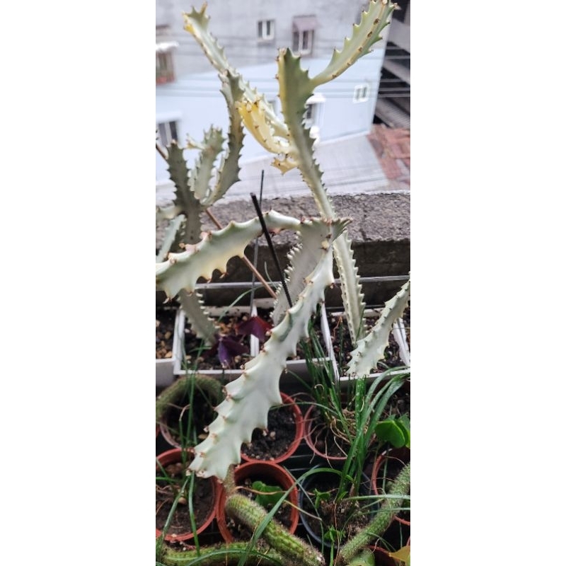 特價，白化帝錦，多肉植物，仙人掌，，每顆都超過30公分以上，很大一顆