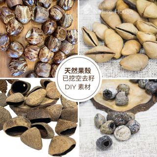 【自然屋精品】 果殼 野豆 橡膠果殼(已清除果肉) 果殼素材 天然果殼 手作材料 DIY素材 種子 果實 天然DIY材料