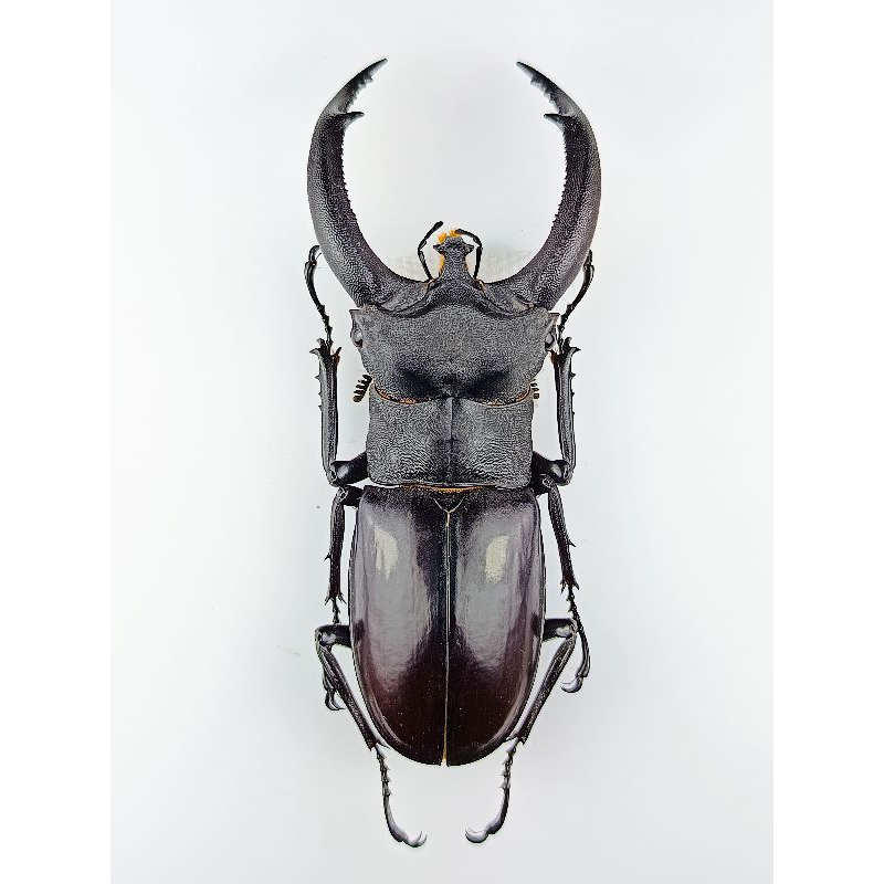 昆蟲標本  犀牛叉角 92.5mm Hexarthrius rhinoceros chaudoiri