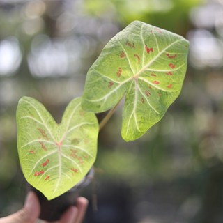 雙葉彩葉芋 3吋盆 觀葉植物 耐陰植物 室內植物 園藝 療癒 植栽 盆栽 植物陽臺【阿金的便秘花園】C091