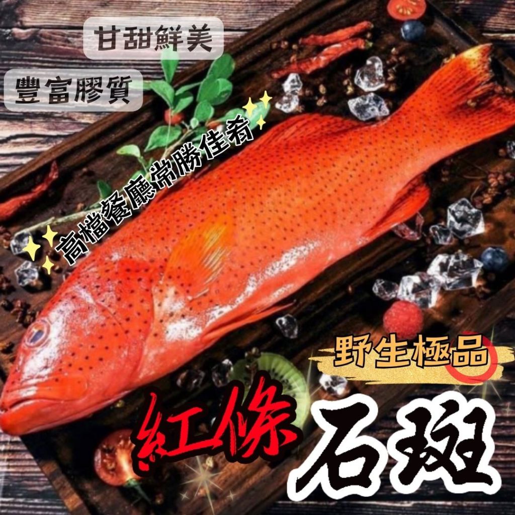 🏴‍☠️海底寶🏴‍☠️頂級紅條石斑 石斑 海魚 紅條 野生紅鰷 野生紅條 紅條魚 紅鰷石斑 紅條石斑 東星石斑