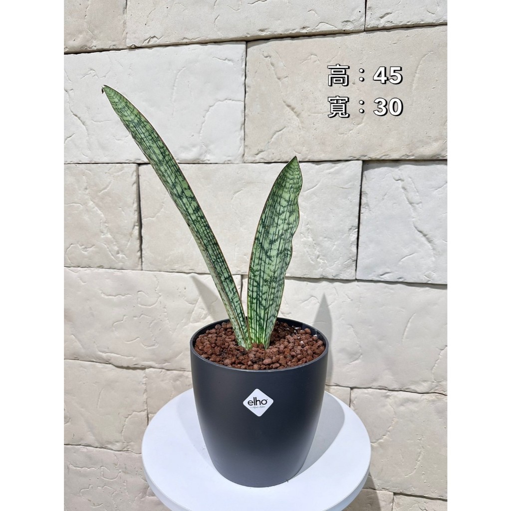 新芯晨花園/桃園三民店/埃及豔后虎尾蘭/精品盆栽獨家通路
