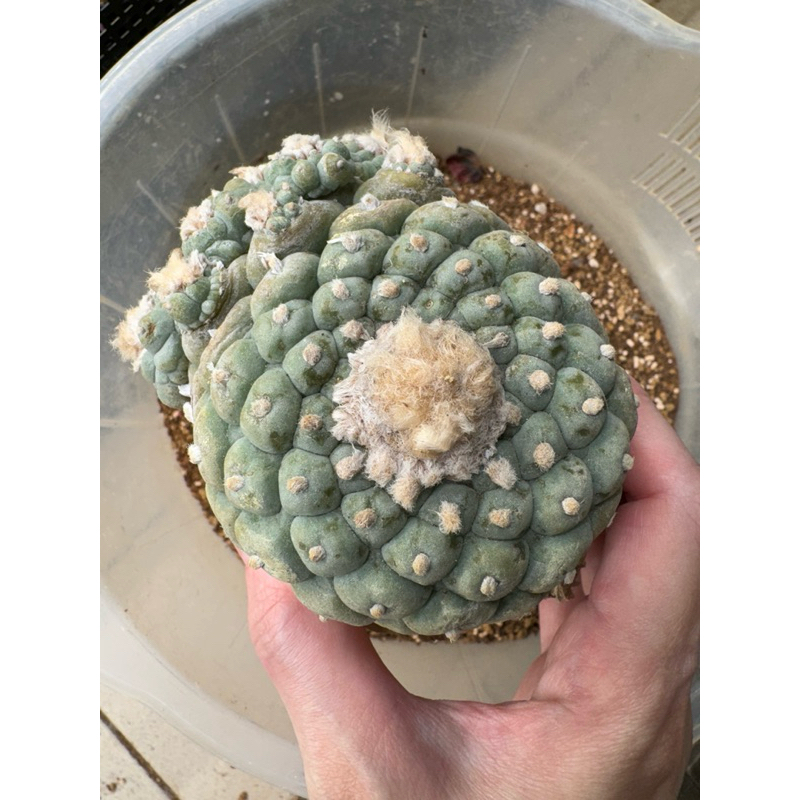 小疣銀冠玉的價格推薦- 2026年2月| 比價比個夠BigGo