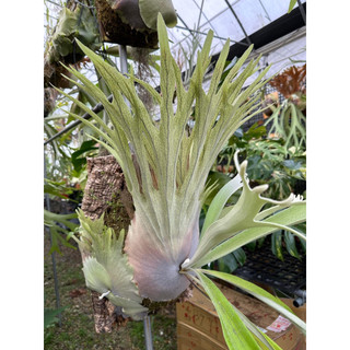 Ball北猴 Ball園子精選北猴側芽