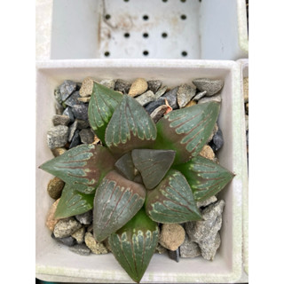 多肉植物,百合科/十二之卷/阿福科,實生不挑款(星夢園出品實生百合）