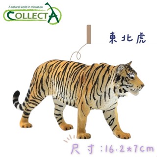 CollectA 英國高擬真模型 老虎 東北虎 長約16公分 模擬 野生動物 動物模型 公仔