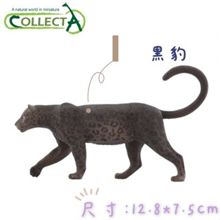 CollectA 英國高擬真模型 黑豹 雪豹 模擬 野生動物 動物模型 公仔
