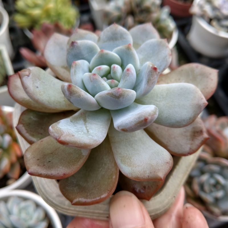 大雪蓮/老欉/植於3吋盆/花緣多肉