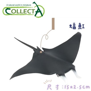 【MRW】CollectA 英國高擬真模型 赤蠵龜 海龜 抹香鯨 大白鯊 蝠魟 槌頭鯊 海牛 小海牛 海洋生物 動物模型