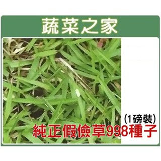 【蔬菜之家滿額免運】00M04純正假儉草998種子( 1磅裝 )