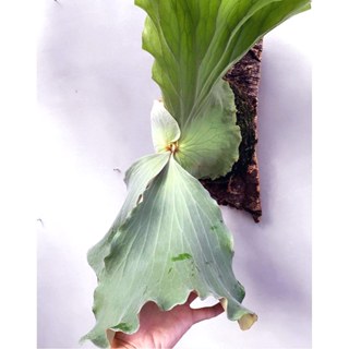 安地斯象耳鹿角蕨（Platycerium Antis） 觀賞 園藝 綠植 上板 蕨