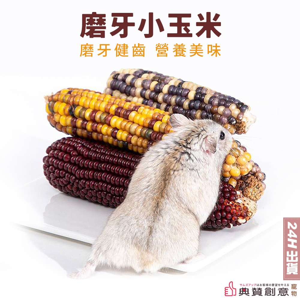 磨牙小玉米 龍貓/兔/倉鼠/天竺鼠迷你小玉米 小寵磨牙玉米磨牙玩具 倉鼠飼料 倉鼠零食 黃金鼠 倉鼠用品 典贊創意