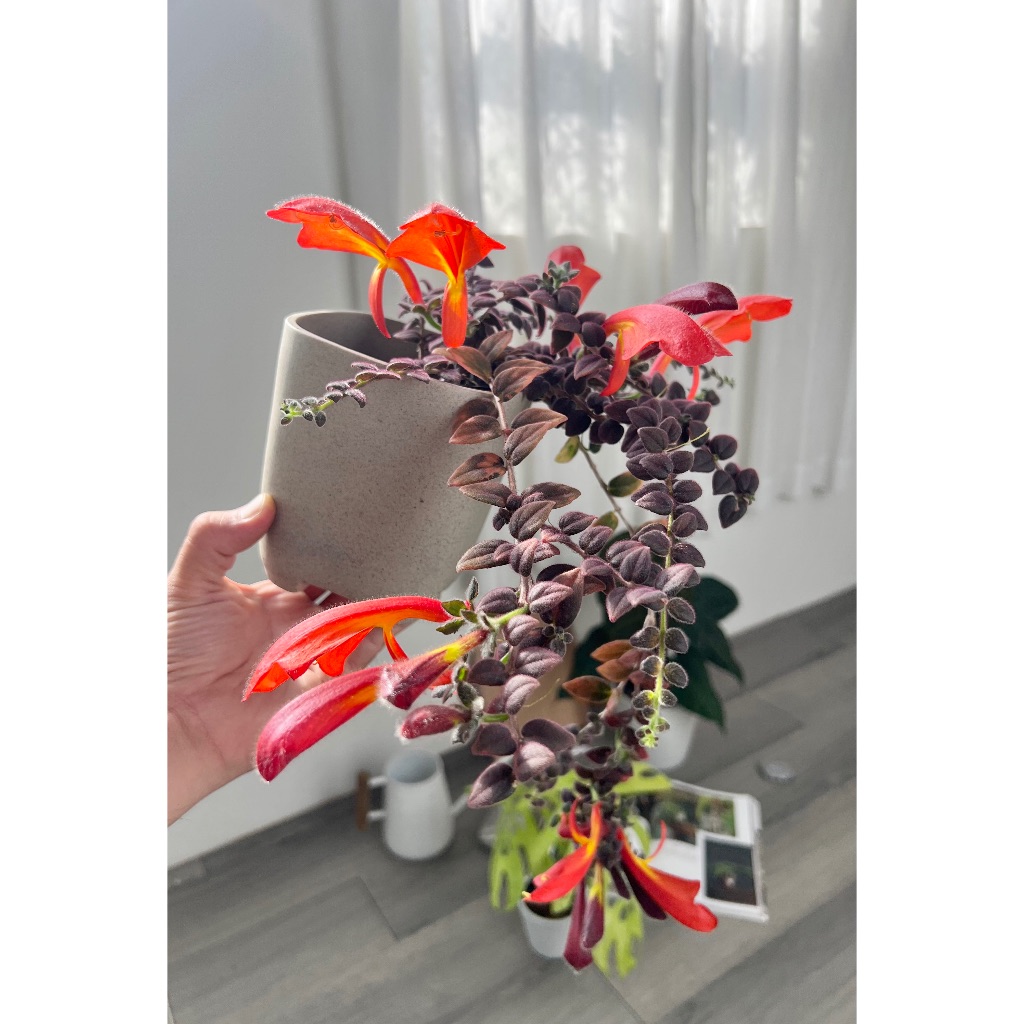 Columnea gloriosa 紫毛鯨魚花