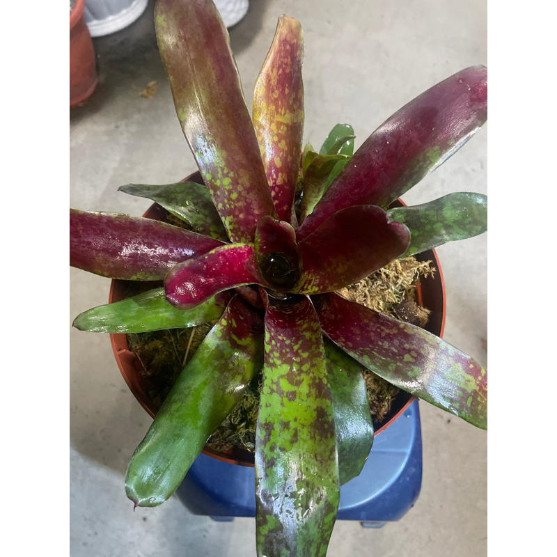 Neoregelia Lancaster Fire小型五彩積水鳳梨