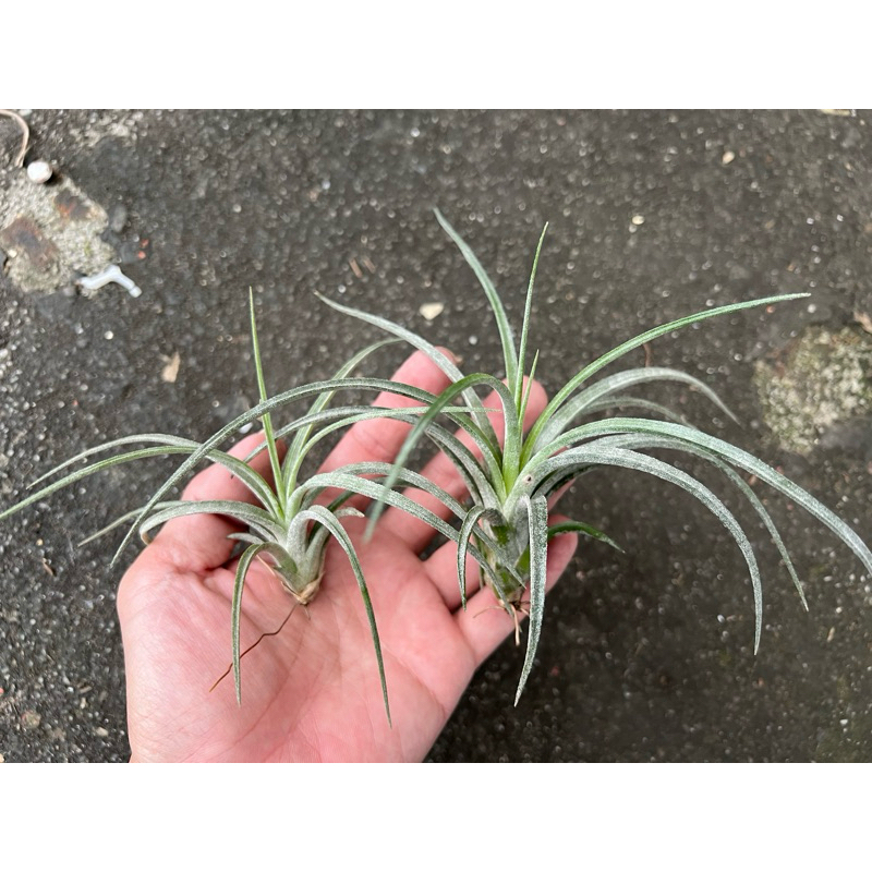 空氣鳳梨-小精靈x紅女王頭｛蕨處鳳生｝特價