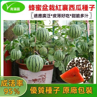 官方自營【原廠包裝】盆栽蜂蜜紅瓤小西瓜種子冰糖紅心薄皮小型西瓜籽陽臺菜園種子 西瓜種子大全