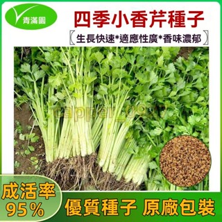 官方自營【原廠包裝】四季小香芹種子 約3000粒 陽臺盆栽芹菜籽種大全四季農田菜園蔬菜種子 芹菜種子大全