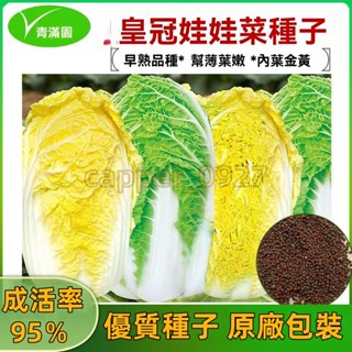 官方自營【原廠包裝】娃娃菜種子 約1000粒 四季小白菜種籽春秋冬季娃娃菜籽種陽臺盆栽蔬菜種子