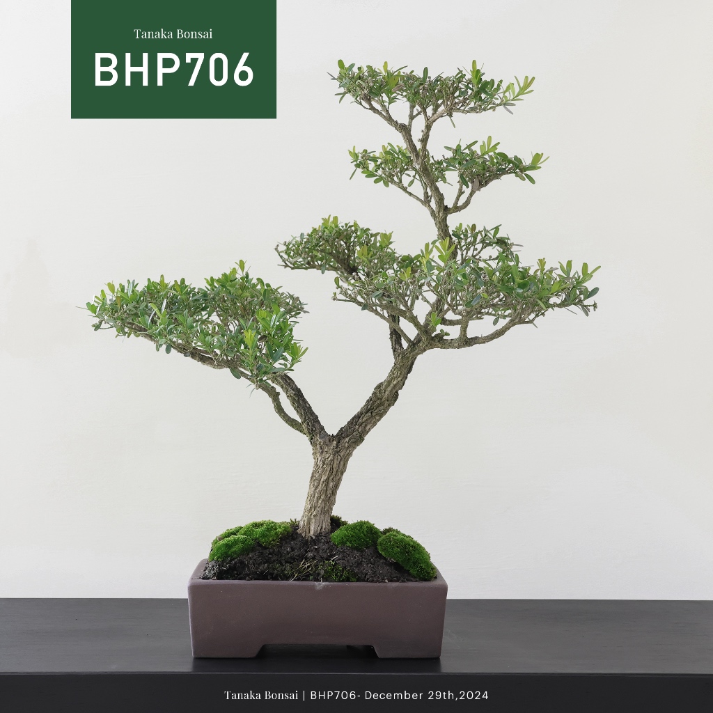 【Tanaka Bonsai】BHP706 雀舌黃楊盆景  ｜雜木盆栽