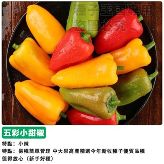 【48h出貨】五彩小甜椒種子（生吃不辣）七彩水果辣椒種子~觀賞型佳~觀賞&食用蔬菜種子#hot pepper