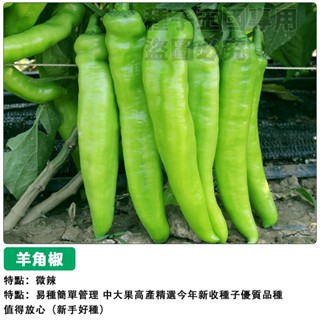 【48h出貨】羊角椒種子（微辣）菜椒種子 四季播種辣椒種子盆栽蔬菜種子#hot pepper
