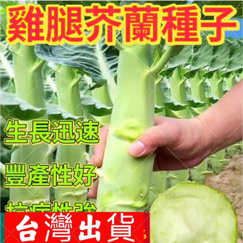 🔥雞腿芥蘭種子🍓四季大芥藍種子 芥藍菜 雞腿芥蘭種子 有機蔬菜種子 陽臺庭院種植蔬菜種籽 超高發芽率 多買多送 種子