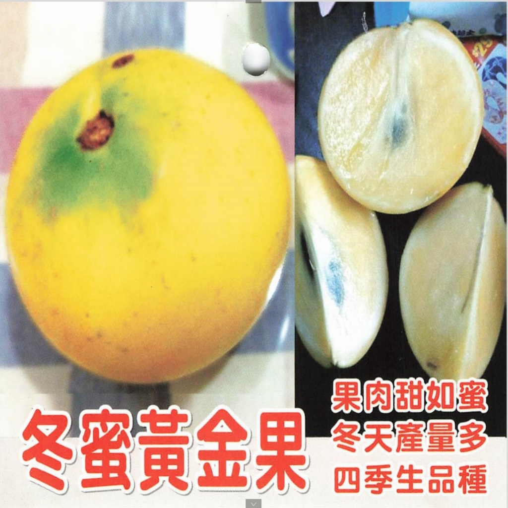 冬蜜黃金果苗🟡嫁接苗🟡抗寒 冬天豐產 高甜度 適應北部 盆栽 地植 都會產果 二代黃金果苗 大金莎黃金果苗 樹苗 水果苗