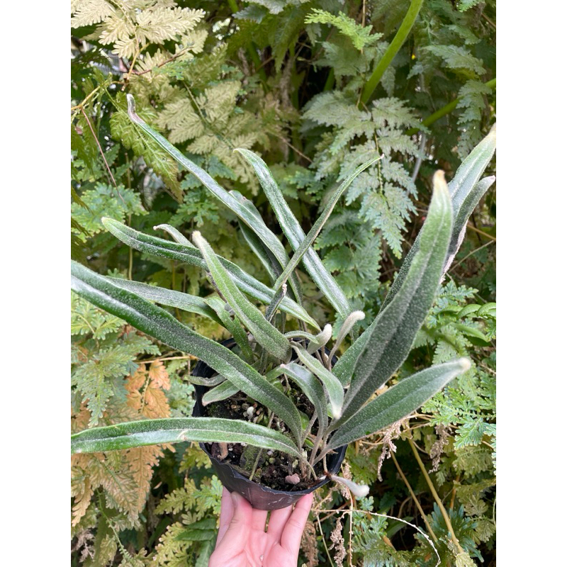 [蕨的想買就買] 白羽毛鹿角石葦 /植物 /觀葉植物 /蕨類